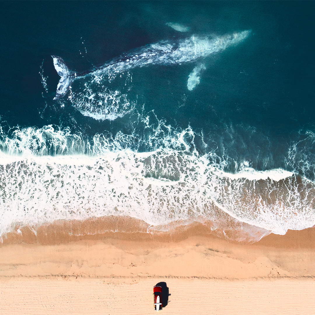 Whale Drone Shot